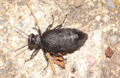 Réf. 220 568 : Meloe mediterraneus
